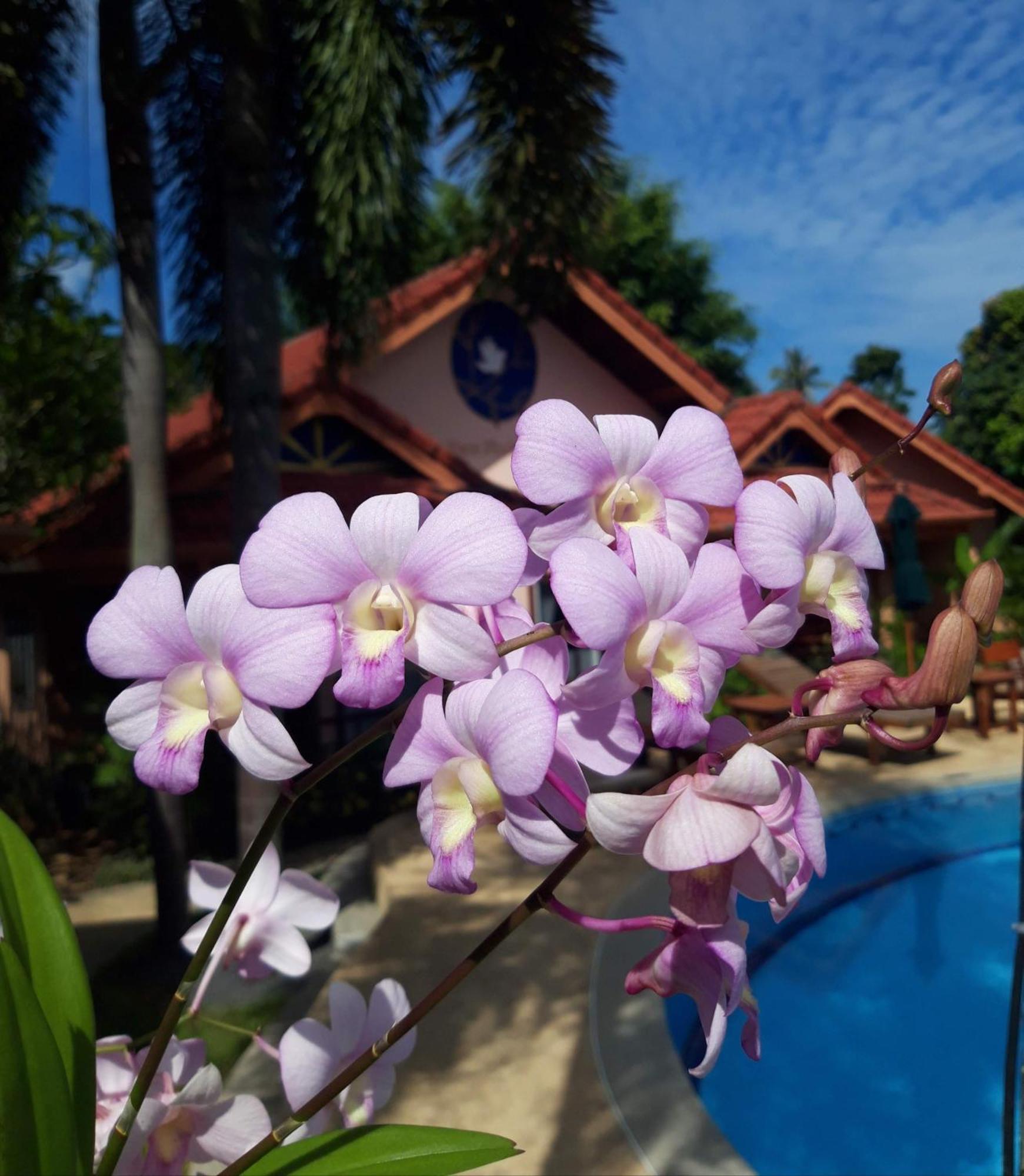 The Pace Phuket Boutique Resort Rawai Exterior photo